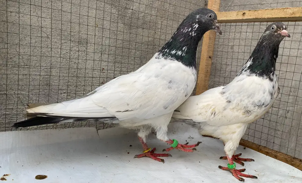 teddy pigeons bredr pair — photo 6