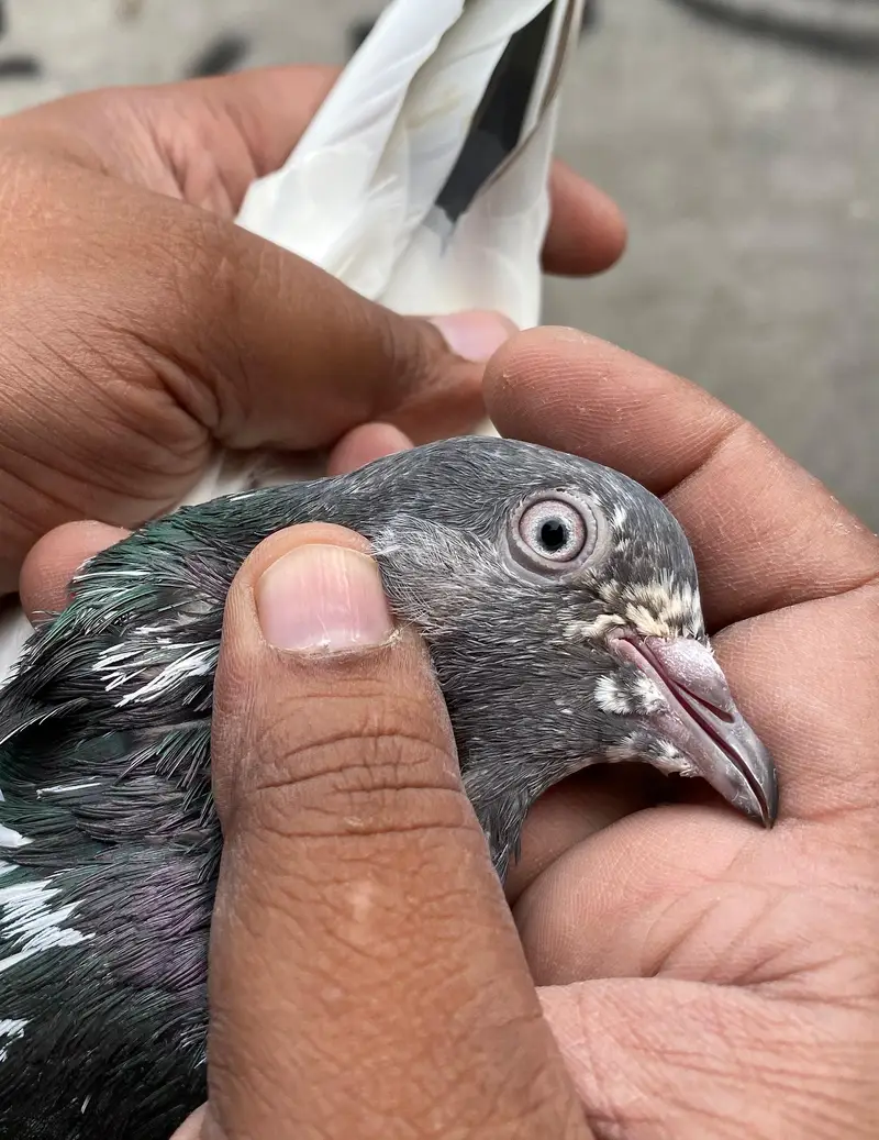 teddy pigeons bredr pair — photo 7
