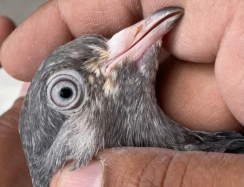 teddy pigeons bredr pair — photo 8