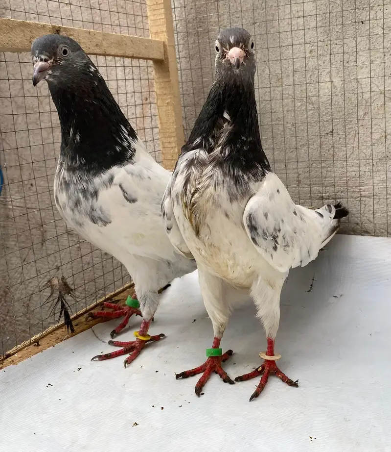 teddy pigeons bredr pair — photo 9