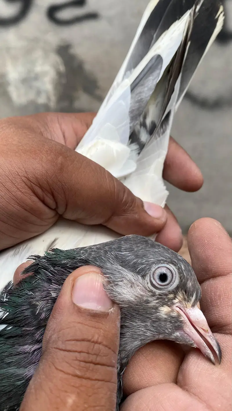 teddy pigeons bredr pair — photo 10