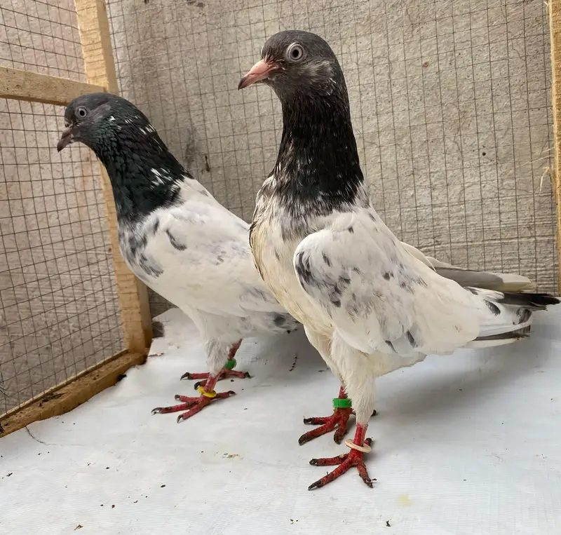 teddy pigeons bredr pair — photo 11