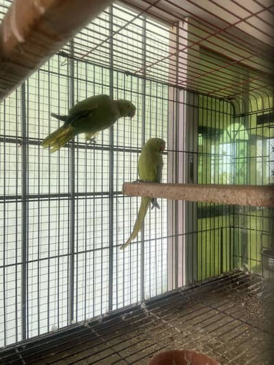 indian ringneck