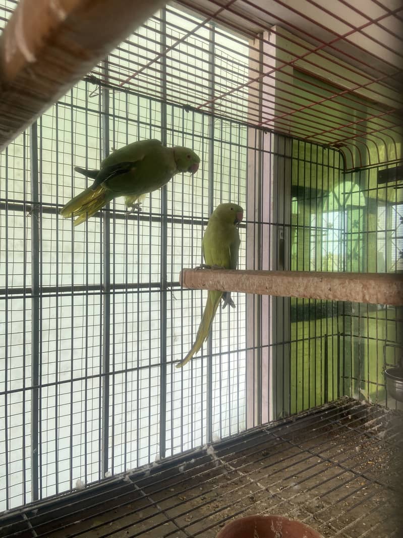 indian ringneck 0