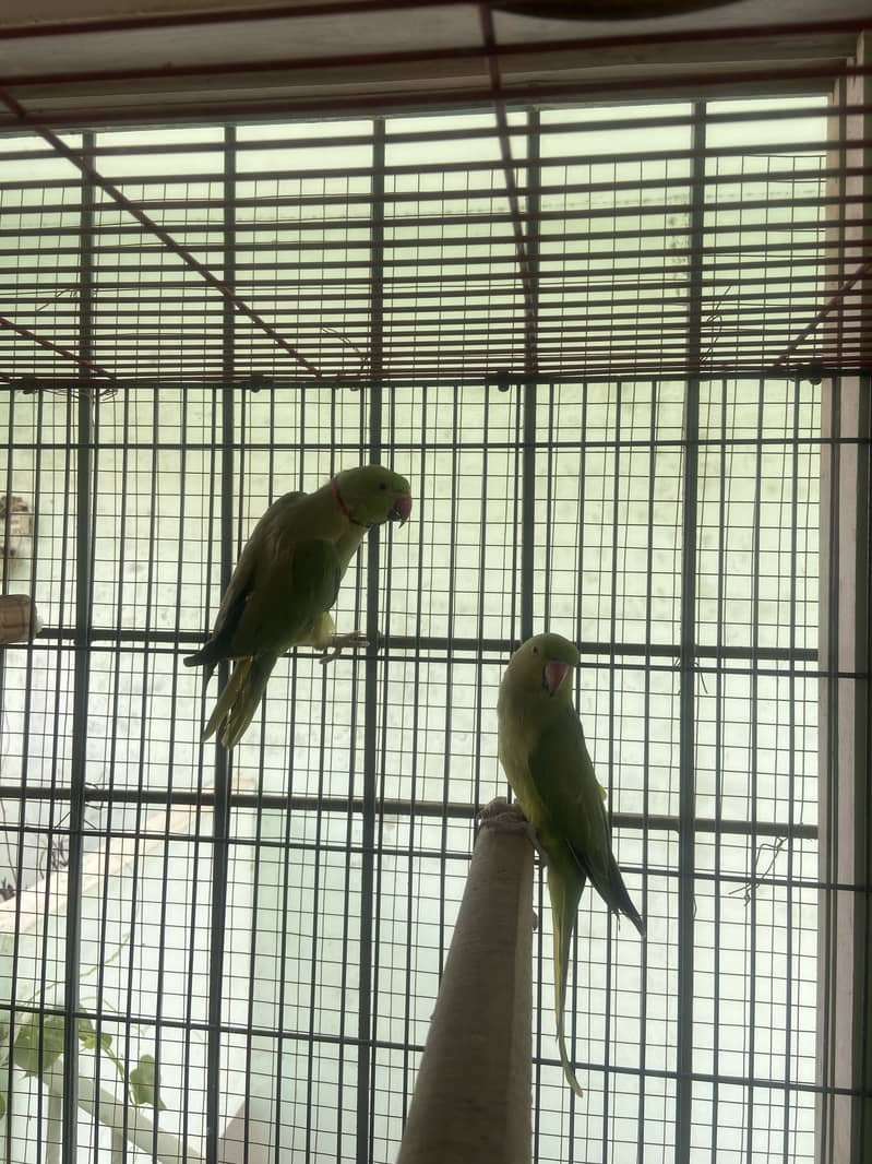 indian ringneck 1