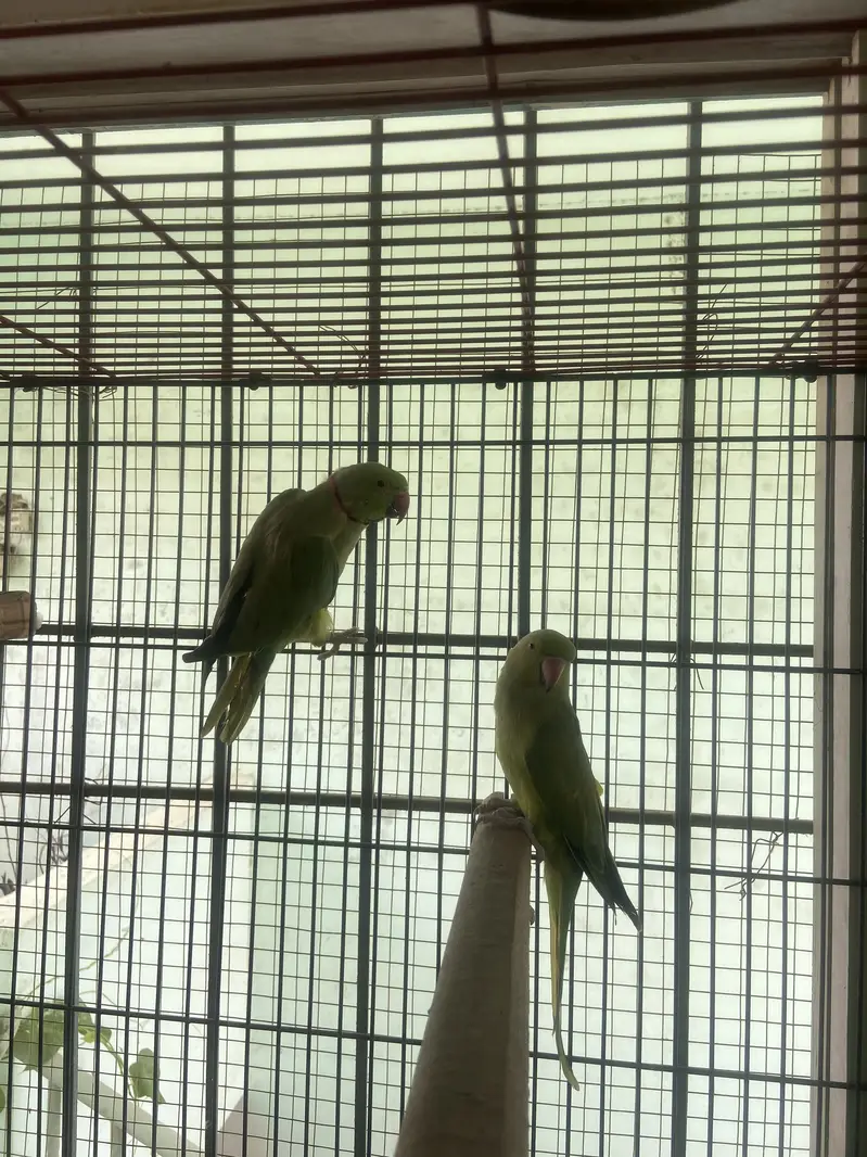 indian ringneck — photo 2