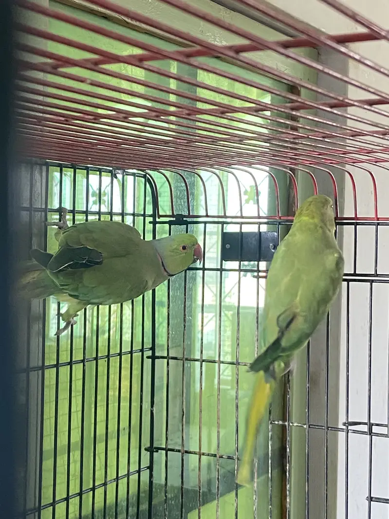 indian ringneck — photo 3
