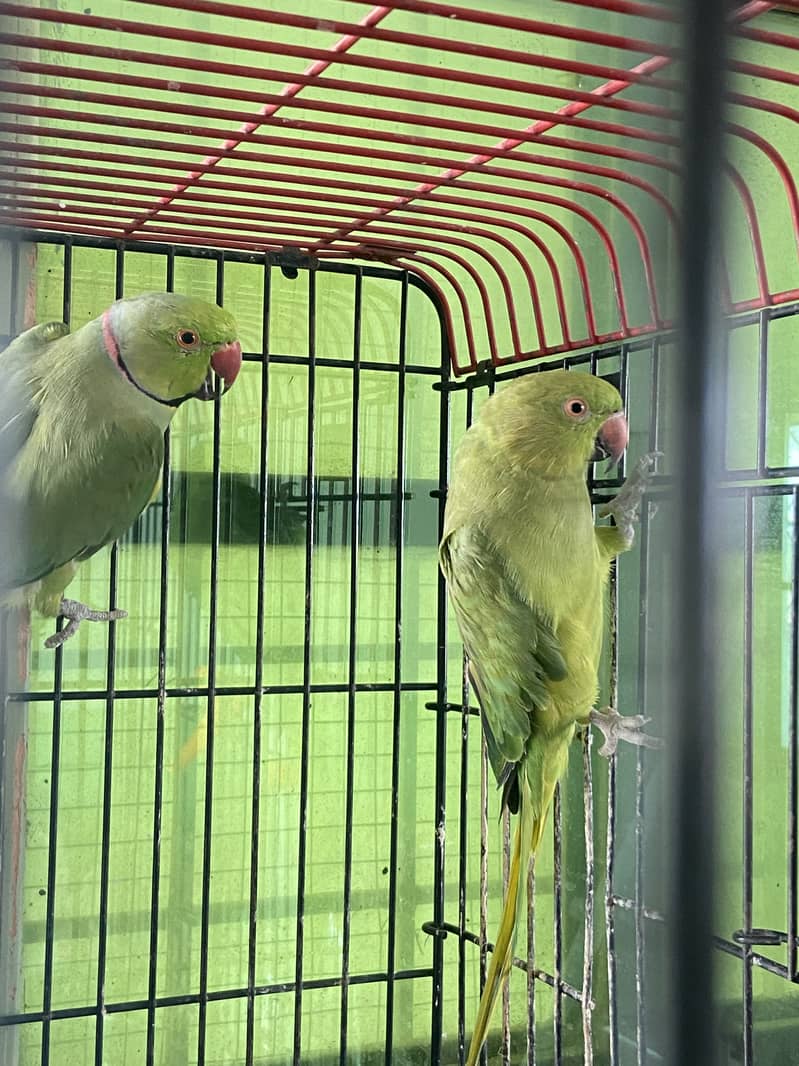 indian ringneck 3