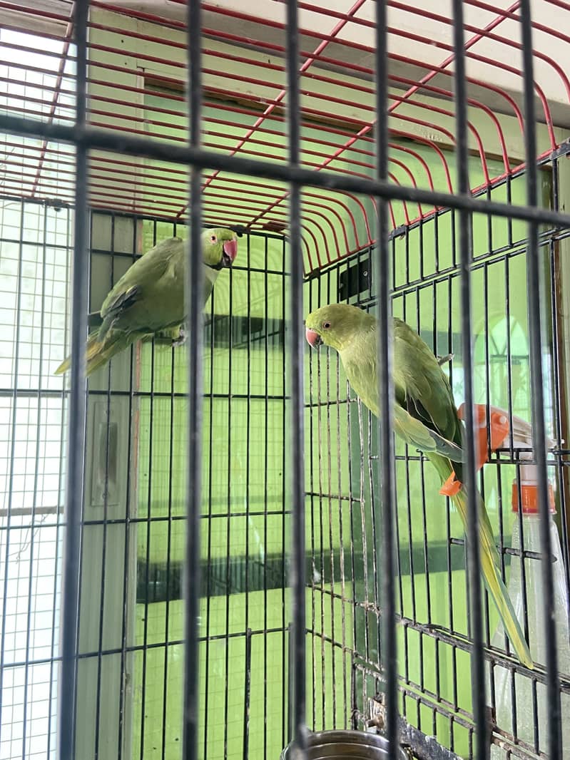 indian ringneck 4