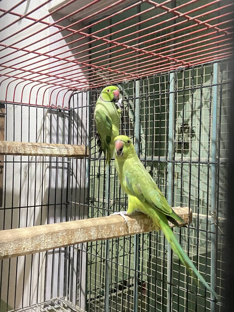 indian ringneck 5