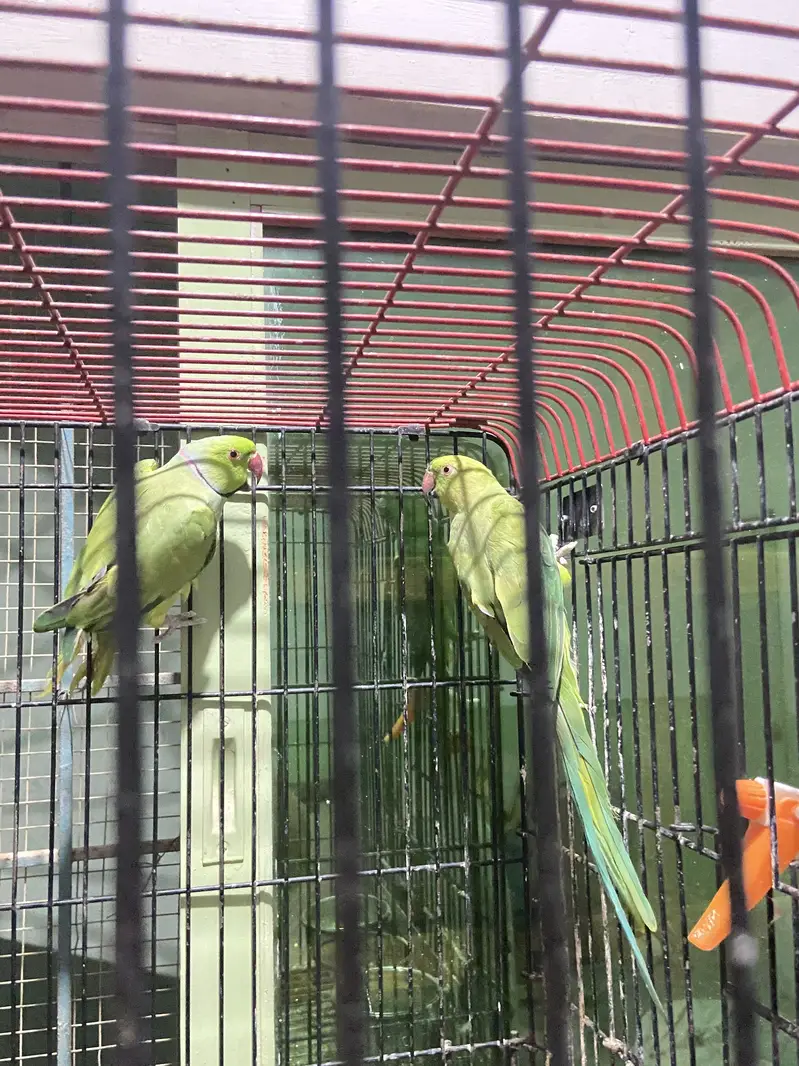 indian ringneck — photo 7