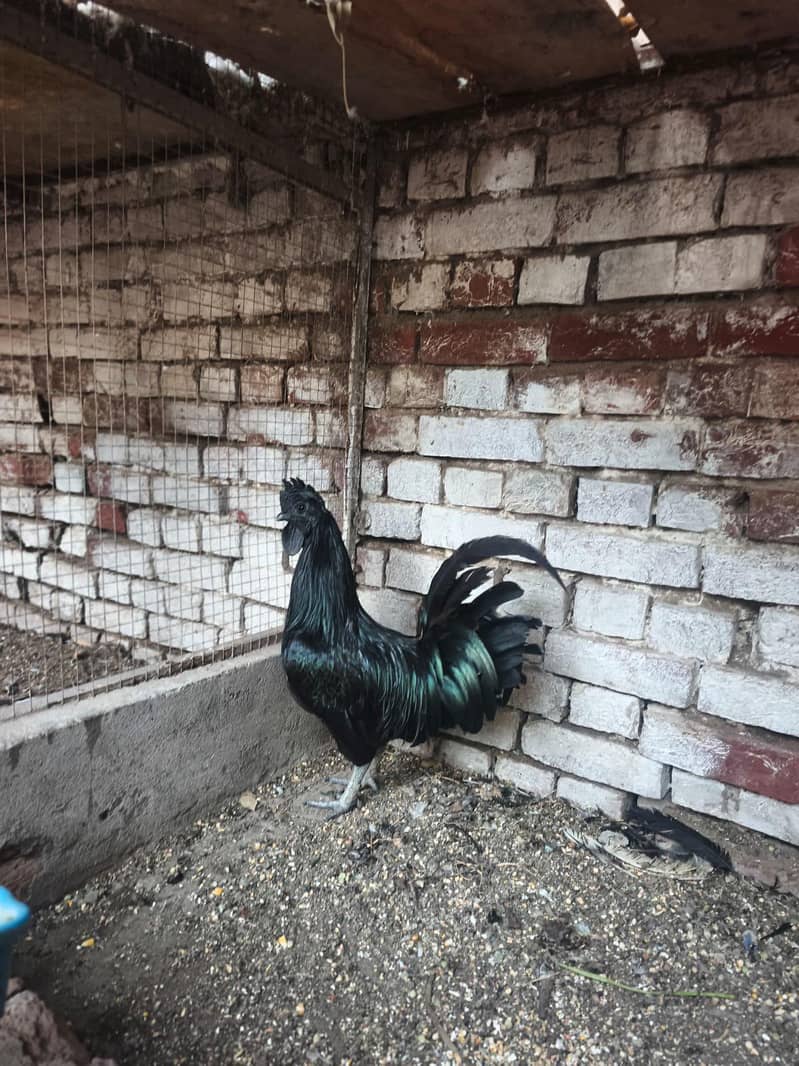 Ayam cemani 0