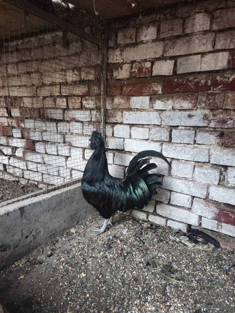 Ayam cemani 1