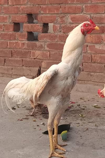 Heera Aseel