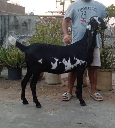 black betal goat for sale