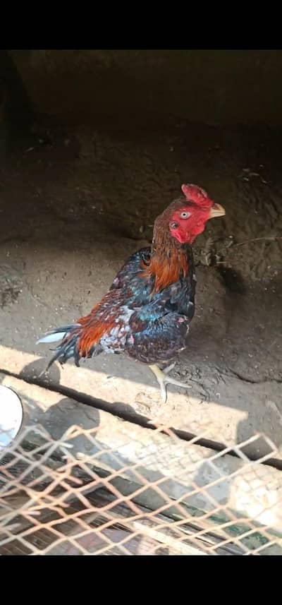 Rare Japanese Shamo Cross Turkish Young Hen – Healthy & Active