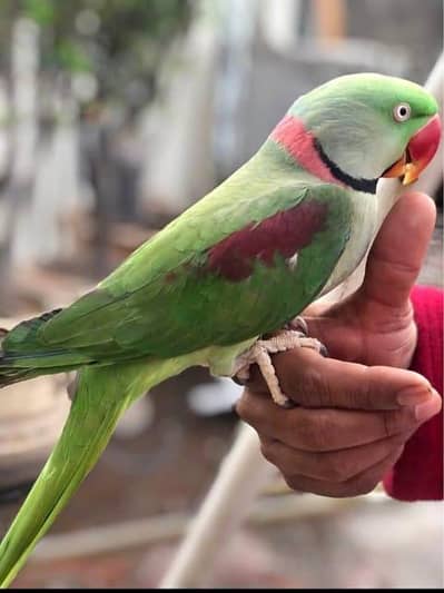 Kashmiri raw parrot