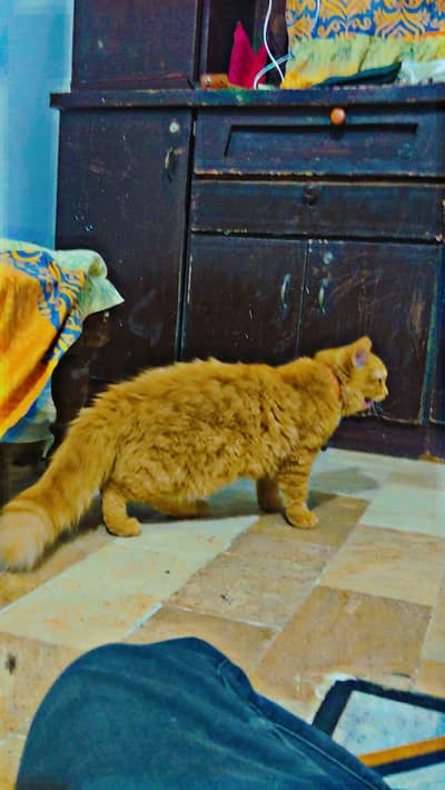 PERSION FEMALE CAT