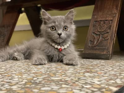Female Grey playful beautiful Persian kitten