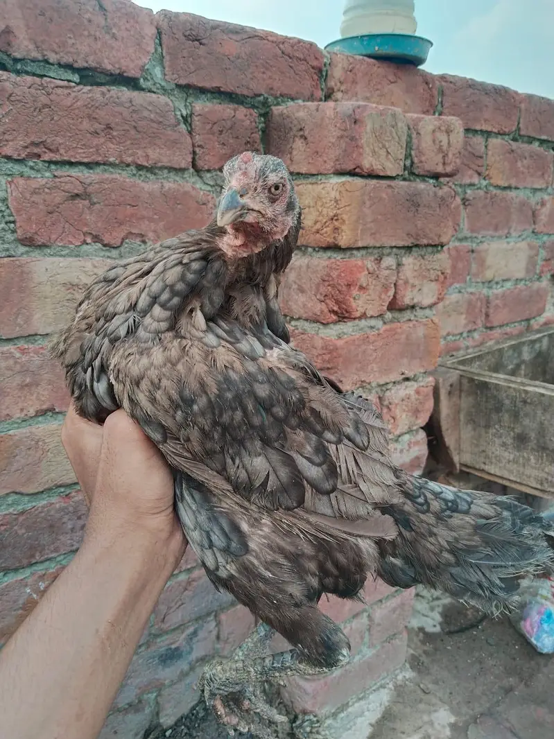 Aseel Saleeti Murgi — photo 2