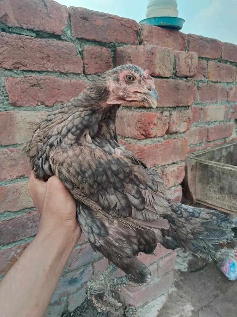 Aseel Saleeti Murgi — photo 3