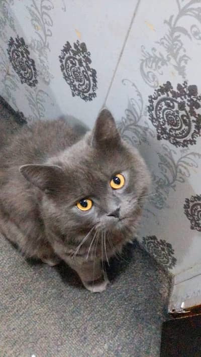 persion cat