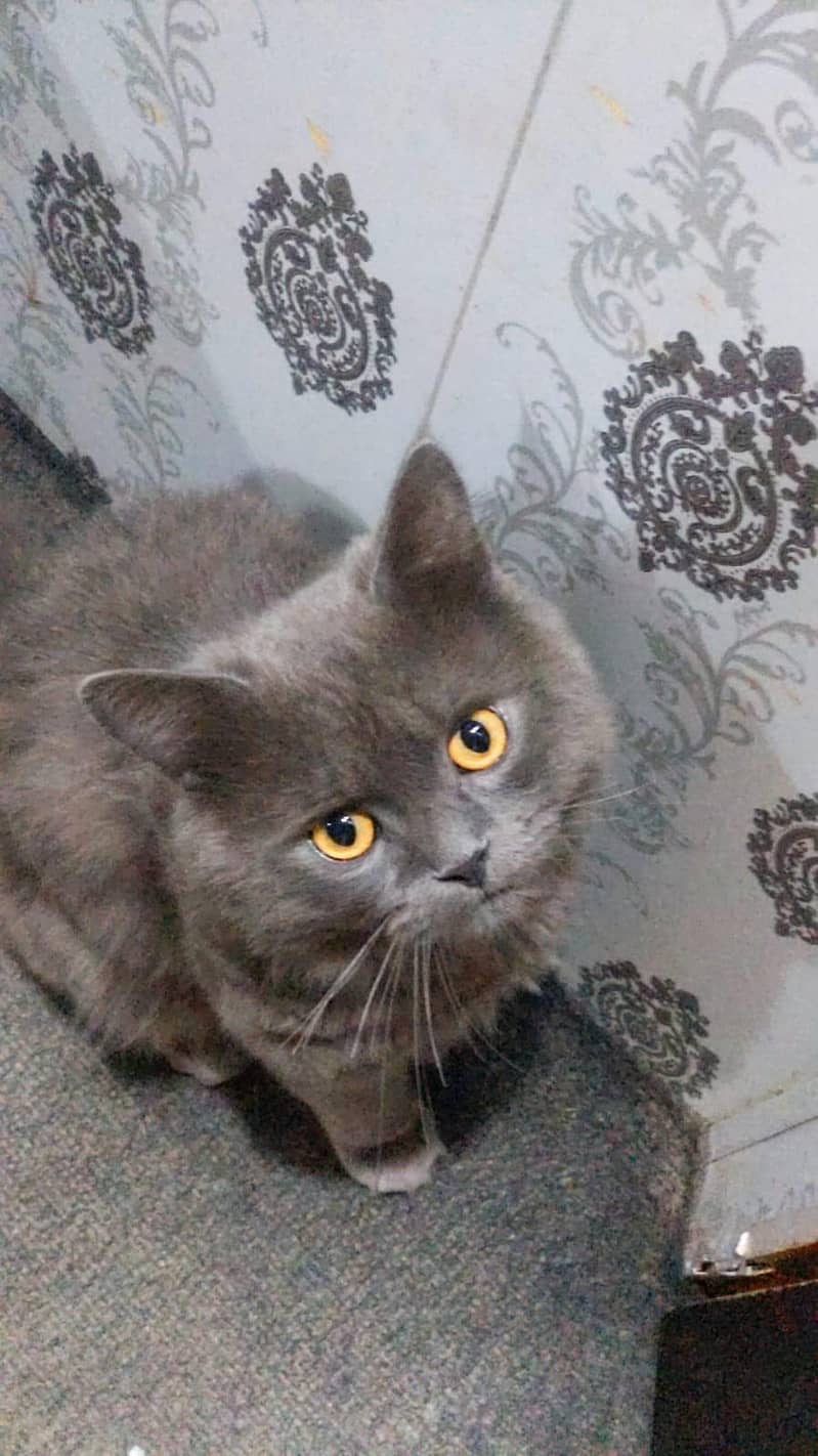 persion cat 0