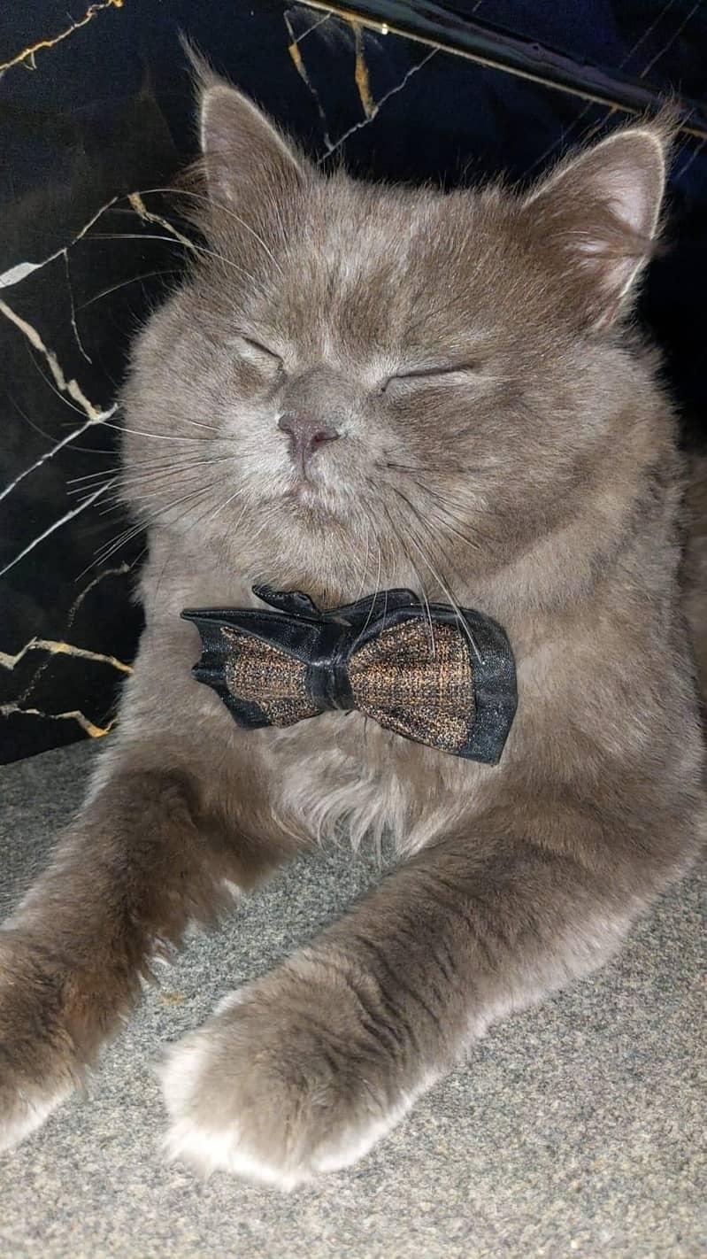 persion cat 1