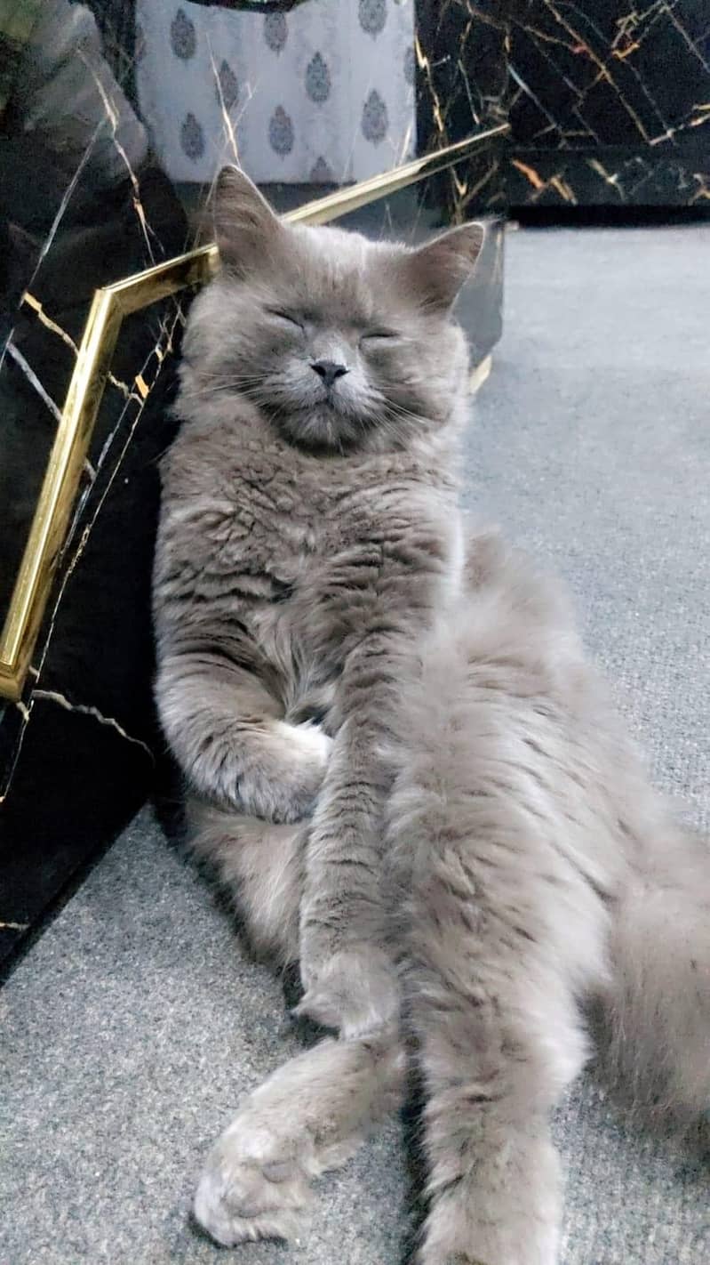 persion cat 2