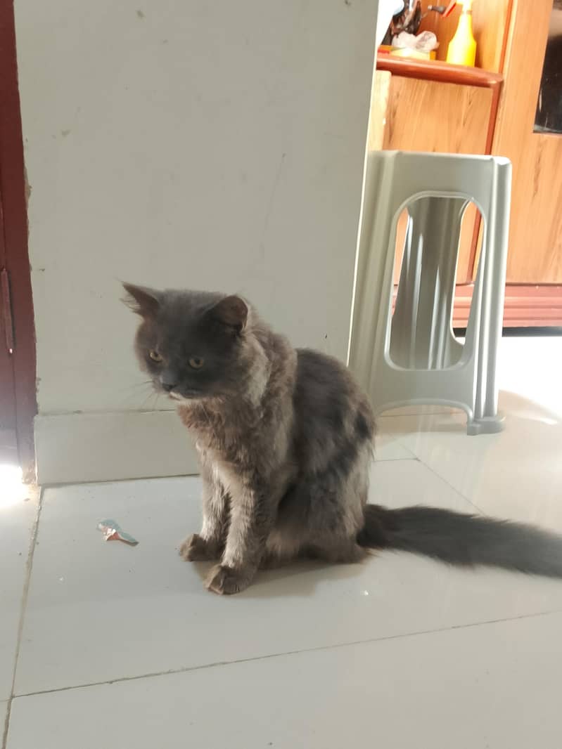 persion cat 3
