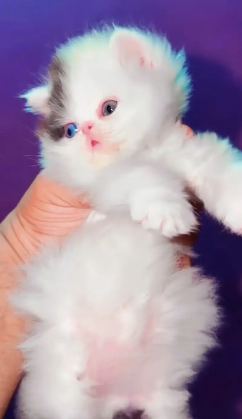 Quality Persian Punchface cat & kitten. moreWhatsApp 03265642090 — photo 3