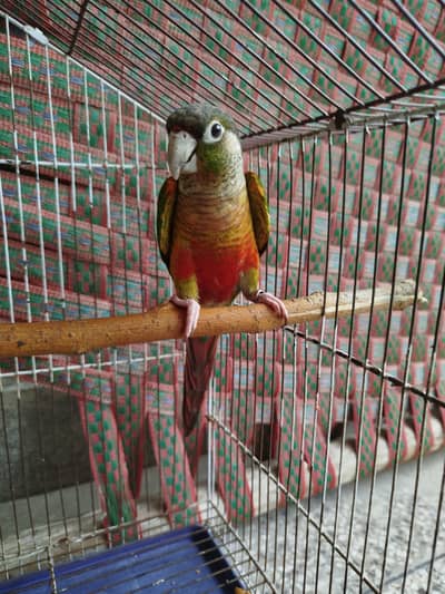 Hand Tame Pineapple Green Cheek Conure - Healthy & Active without Cage