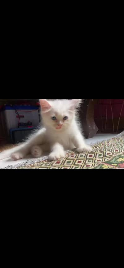 Persian kittens available