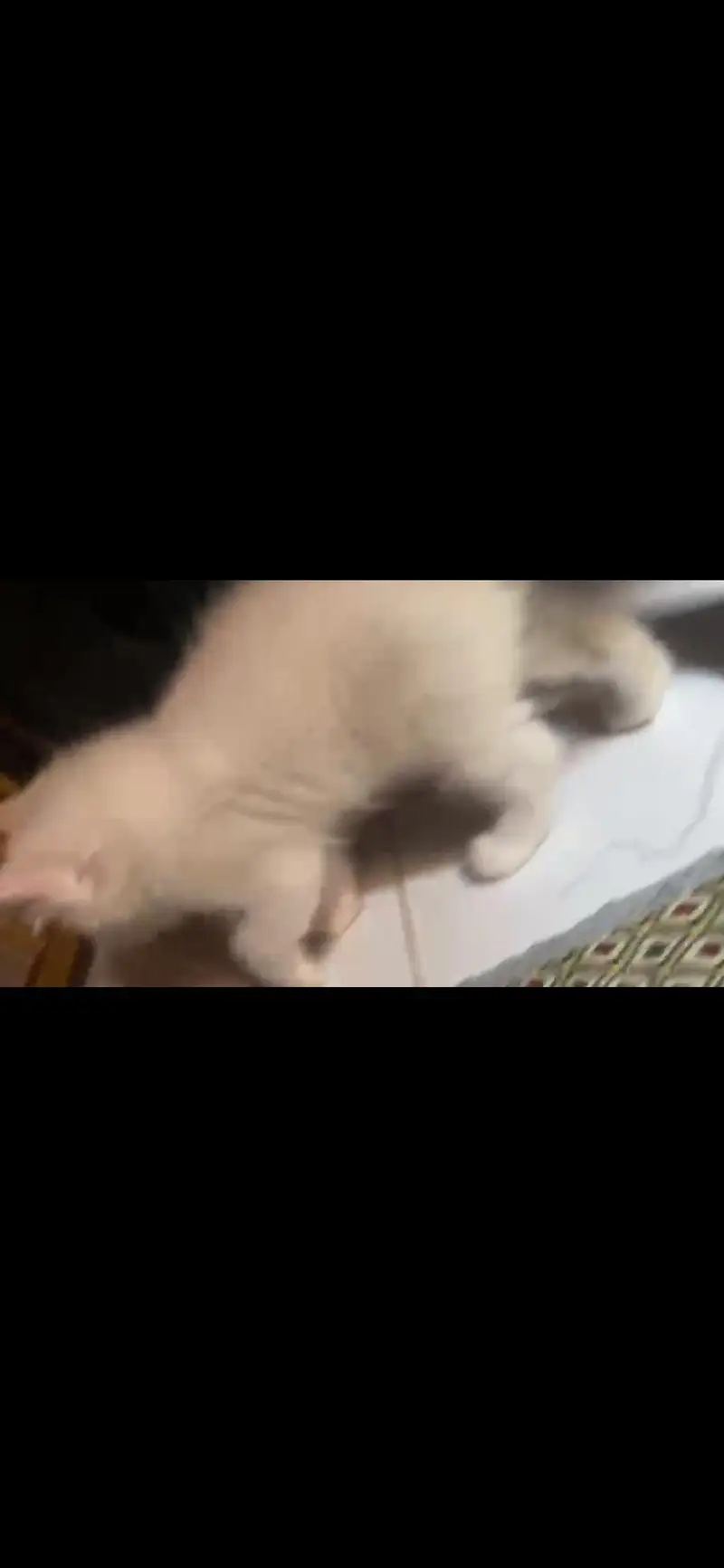 Persian kittens available — photo 2