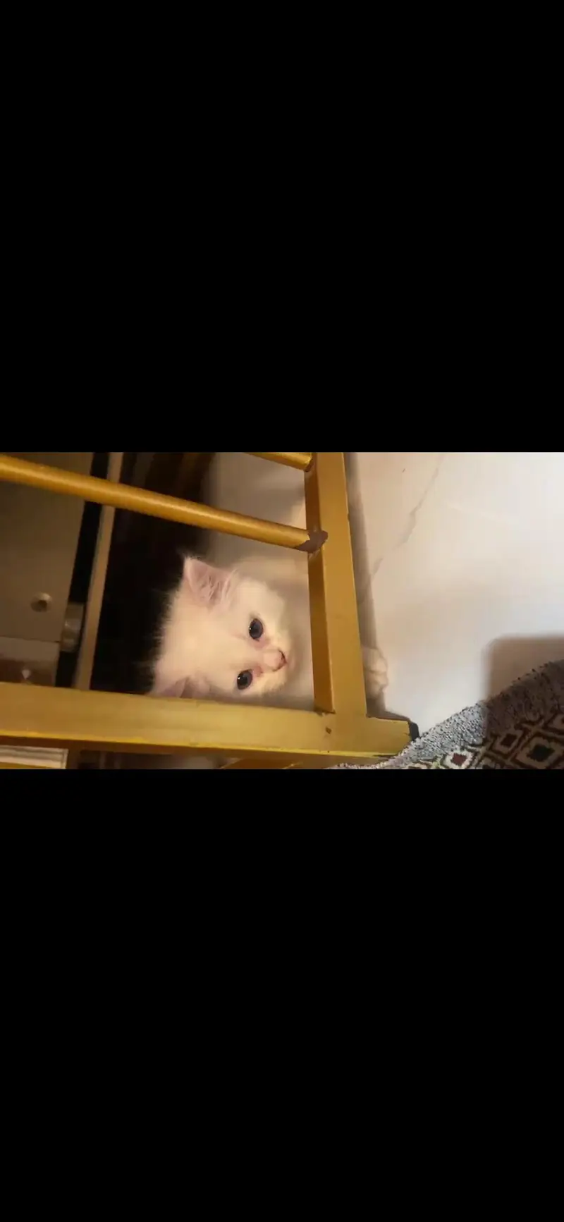 Persian kittens available — photo 3