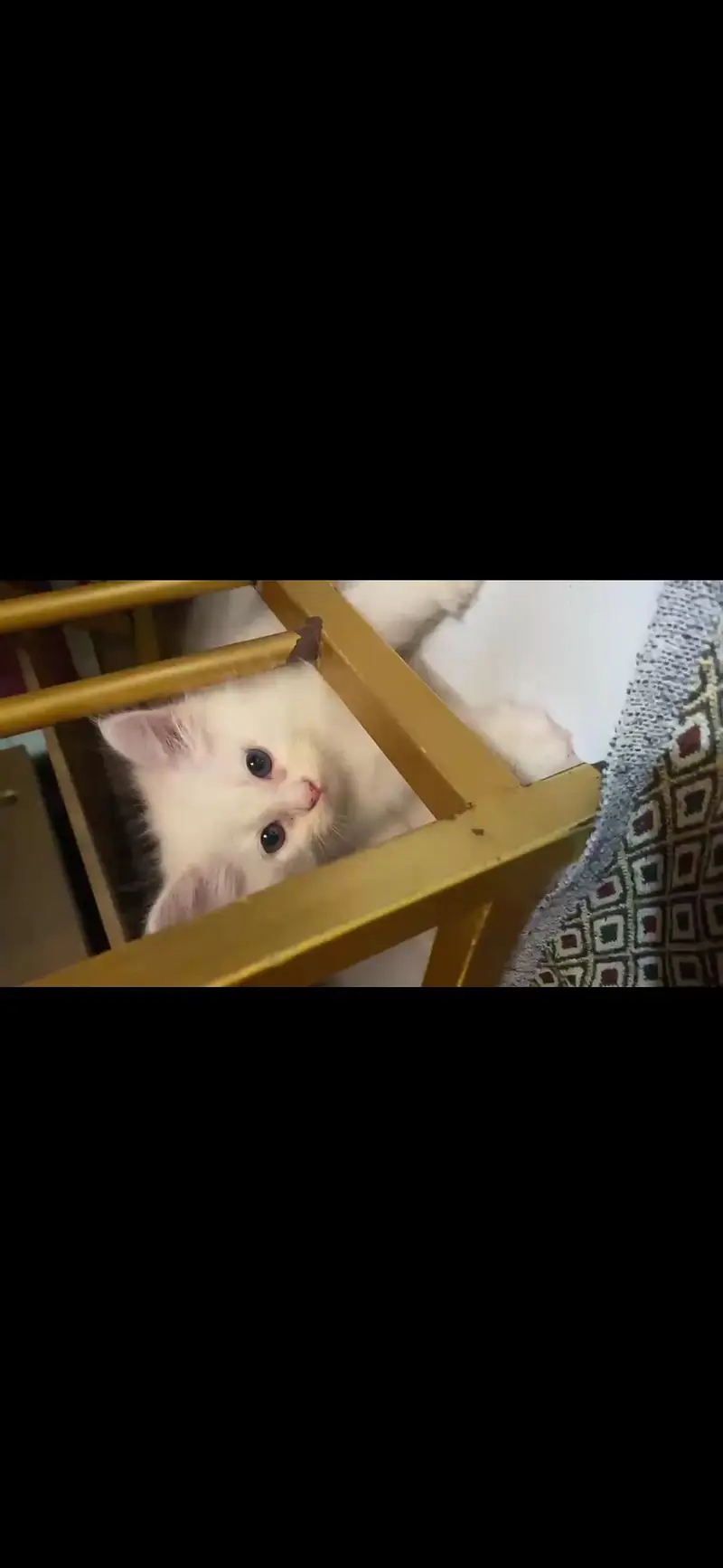 Persian kittens available — photo 4