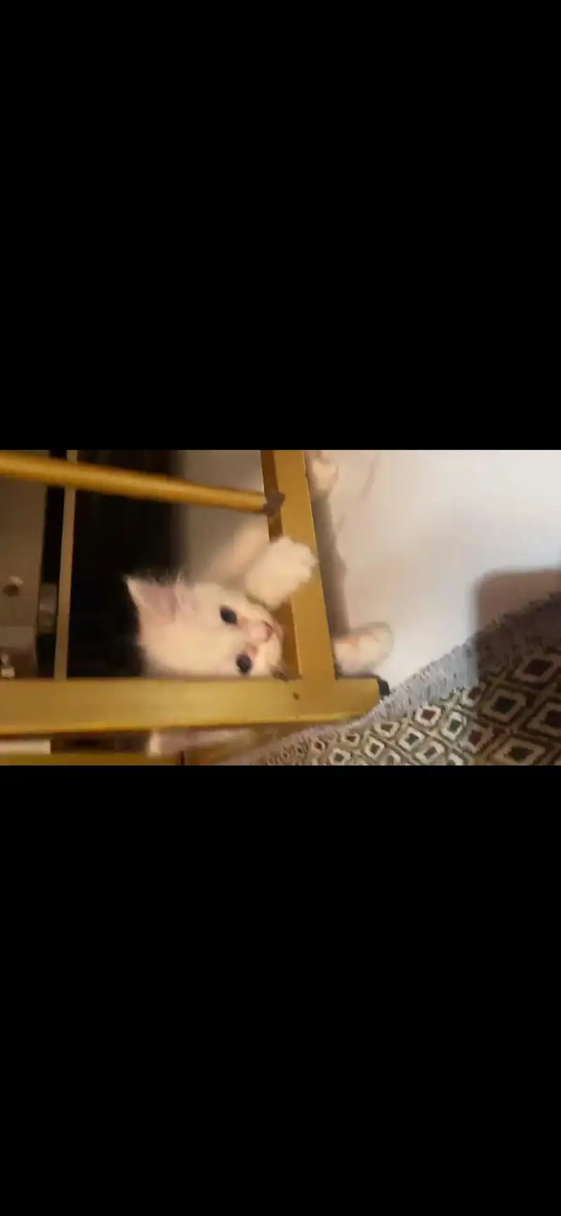 Persian kittens available — photo 5