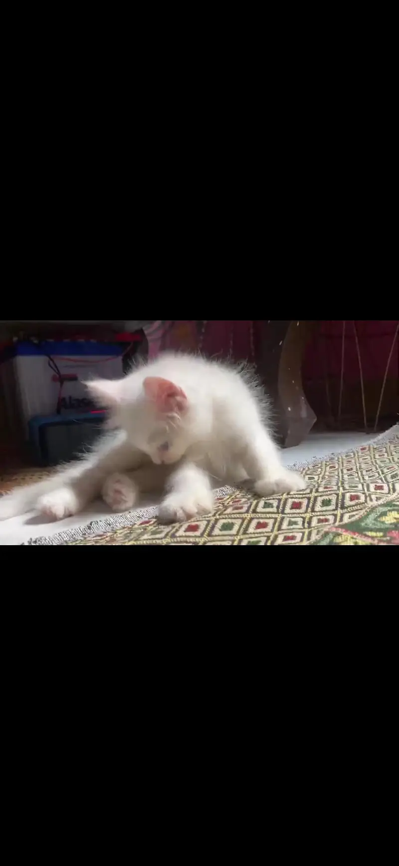 Persian kittens available — photo 6