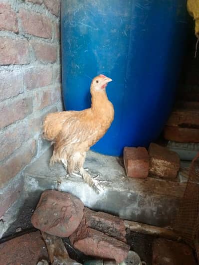 golden buff 1 male + 2 female haltey and active whatesapp 03239647518