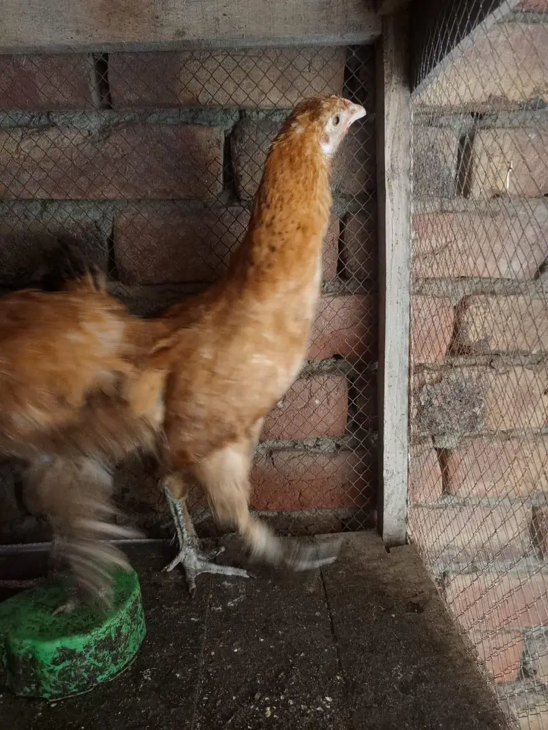 golden buff 1 male + 2 female haltey and active whatesapp 03239647518 — photo 3