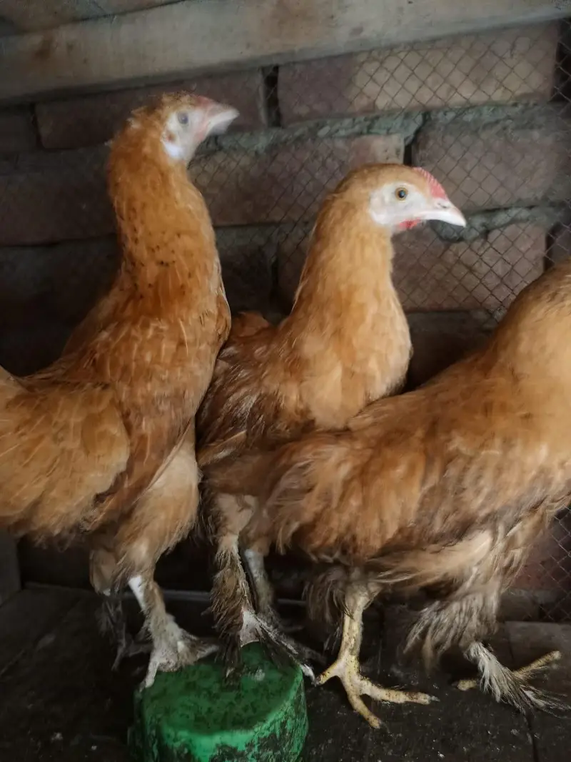 golden buff 1 male + 2 female haltey and active whatesapp 03239647518 — photo 4