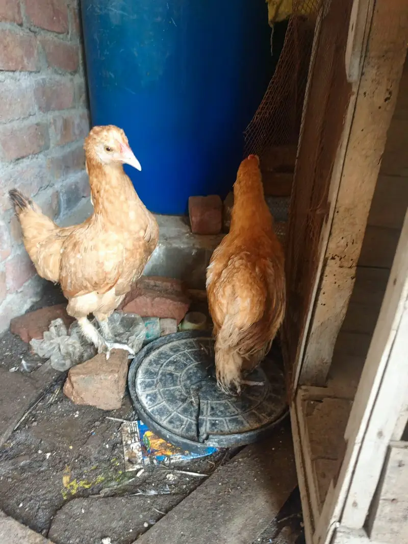 golden buff 1 male + 2 female haltey and active whatesapp 03239647518 — photo 5