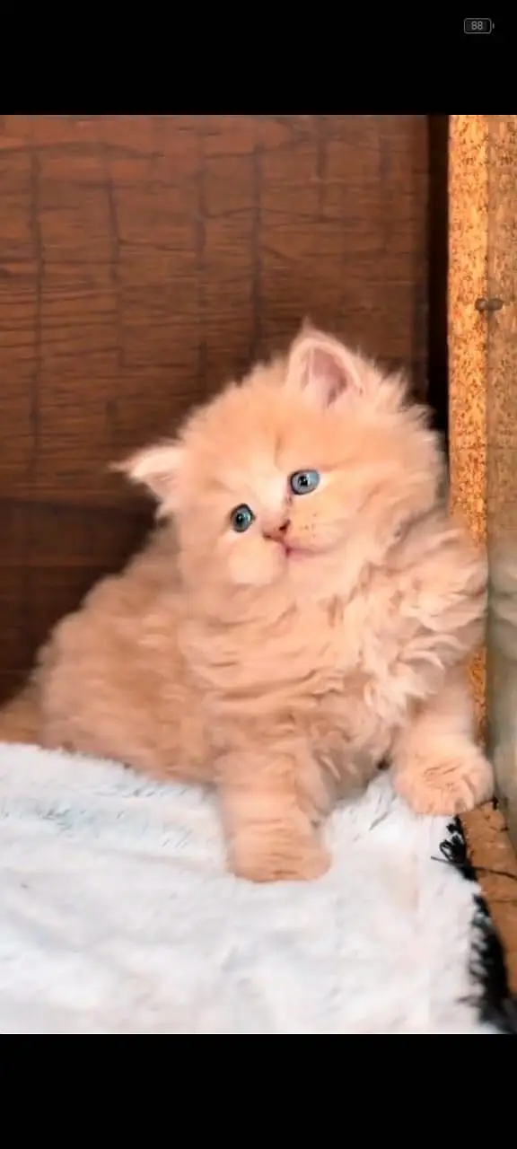 Quality Persian Punchface cat & kitten. moreWhatsApp 03265642090 — photo 2