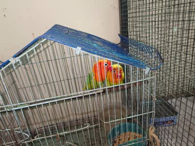 love bird for sale. only serious buyers can contact