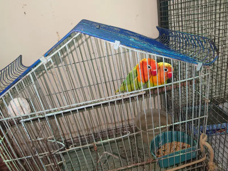 love bird for sale. only serious buyers can contact — photo 2