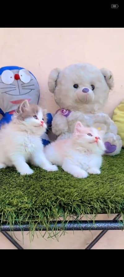 Quality Persian Punchface cat & kitten. moreWhatsApp 03265642090