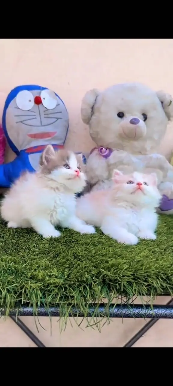 Quality Persian Punchface cat & kitten. moreWhatsApp 03265642090 — photo 3