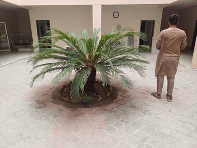 kangi palm about 5 feet