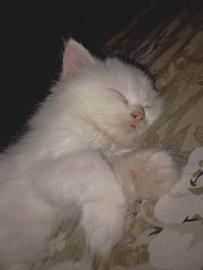 Persian Cat for sale with all accessories.