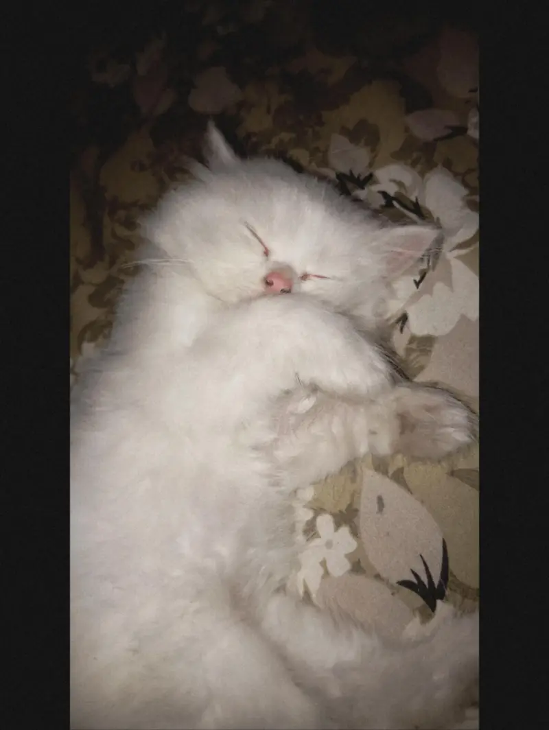Persian Cat for sale with all accessories. — photo 2